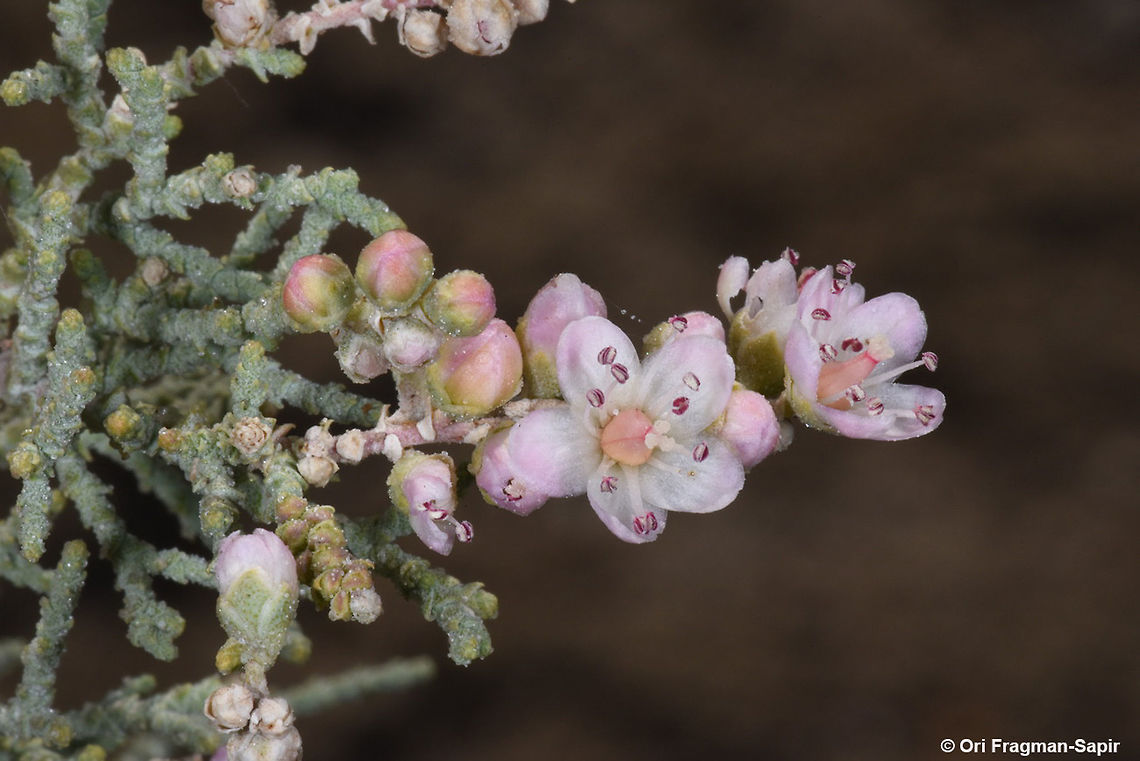 Tamarix passerinoides Tamarix passerinoides is a shrubby tree found in desert sqalines. Compared with other Tamarix species, it has larger flowers. Geotagged,Israel,Tamarix passerinoides,Winter