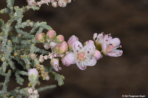 Tamarix passerinoides Tamarix passerinoides is a shrubby tree found in desert sqalines. Compared with other Tamarix species, it has larger flowers. Geotagged,Israel,Tamarix passerinoides,Winter