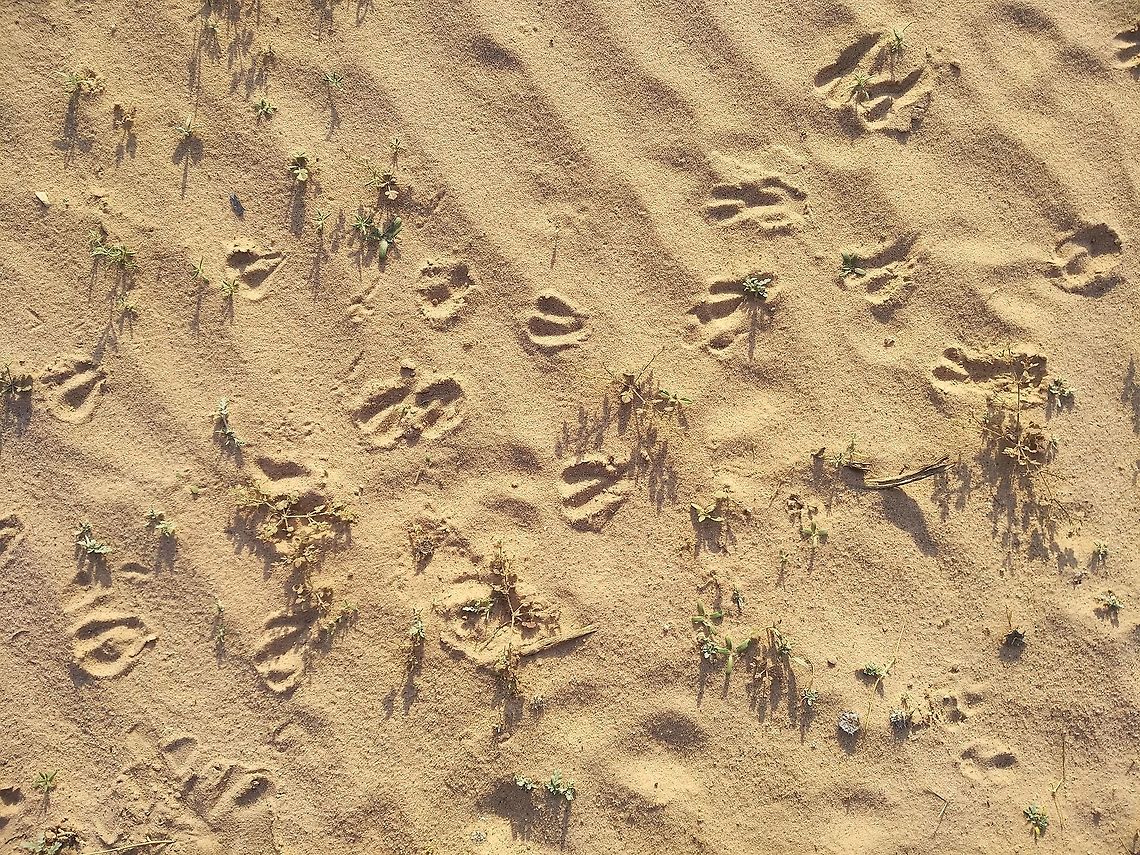Gazella dorcas Gazella dorcas (Dordas gazelle) is a delicate desert mammal. Here u can see its footprints. Dorcas gazelles are rather common in the southern deserts of Israel, this year over 1200 of them were counted. Fall,Geotagged,Israel