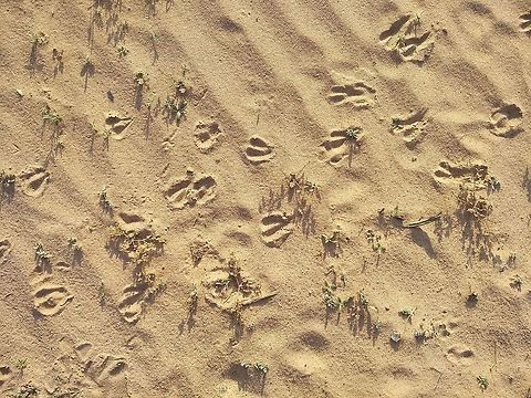 Gazella dorcas Gazella dorcas (Dordas gazelle) is a delicate desert mammal. Here u can see its footprints. Dorcas gazelles are rather common in the southern deserts of Israel, this year over 1200 of them were counted. Fall,Geotagged,Israel