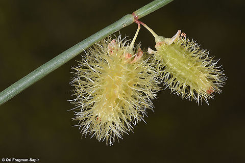 Calligonum comosum Calligonum comosum is a shrub of the desert sands. It grows from C Asia to the Middle East. Here you can see its fruits. Calligonum comosum,Fall,Geotagged,Israel