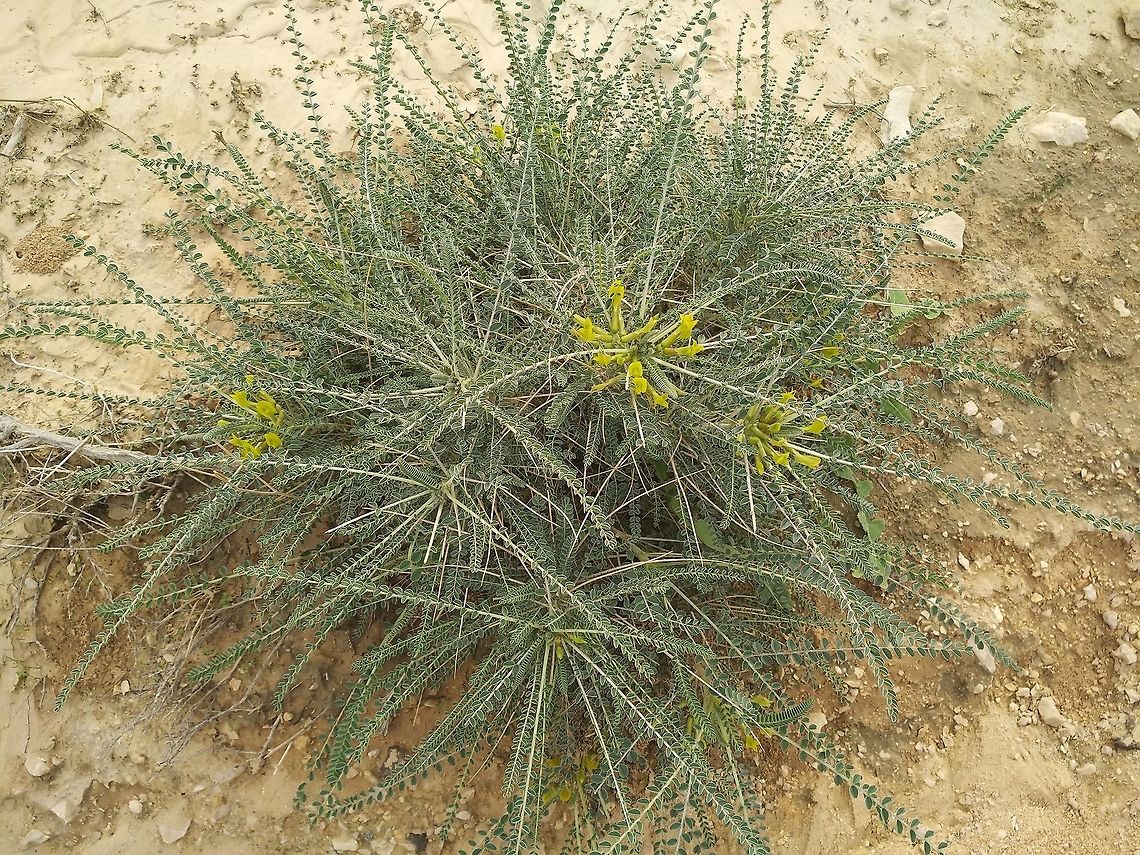 Astragalus dactylocarpus Astragalus dactylocarpus is a perennial plant of the extreme Arabian deserts. In dry periods it is reduced to its base, but after rare rains it sprouts very quickly and blooms. Astragalus dactylocarpus,Fall,Geotagged,Israel