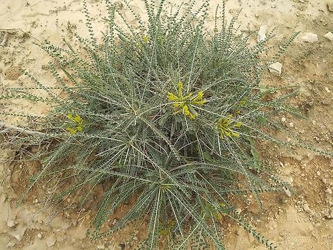 Astragalus dactylocarpus Astragalus dactylocarpus is a perennial plant of the extreme Arabian deserts. In dry periods it is reduced to its base, but after rare rains it sprouts very quickly and blooms. Astragalus dactylocarpus,Fall,Geotagged,Israel