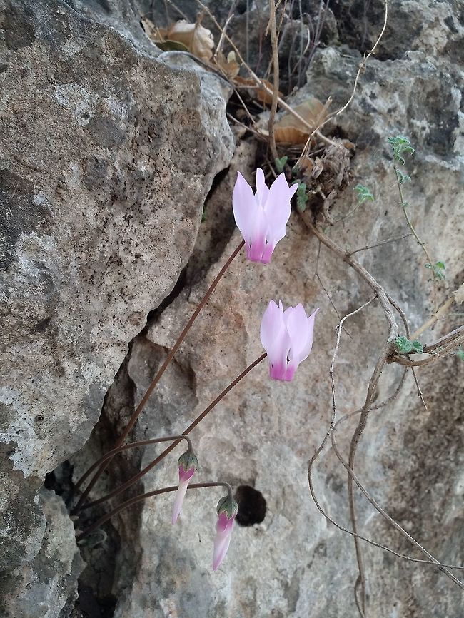 Cyclamen persicum var. autumnale Cyclamen persicum is a common plant in Israel, some populations bloom in autumn almost leafless - they were described as a separate variety - var. autumnale. Cyclamen persicum,Fall,Geotagged,Israel,Persian cyclamen