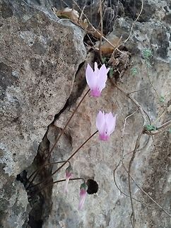 Cyclamen persicum var. autumnale Cyclamen persicum is a common plant in Israel, some populations bloom in autumn almost leafless - they were described as a separate variety - var. autumnale. Cyclamen persicum,Fall,Geotagged,Israel,Persian cyclamen