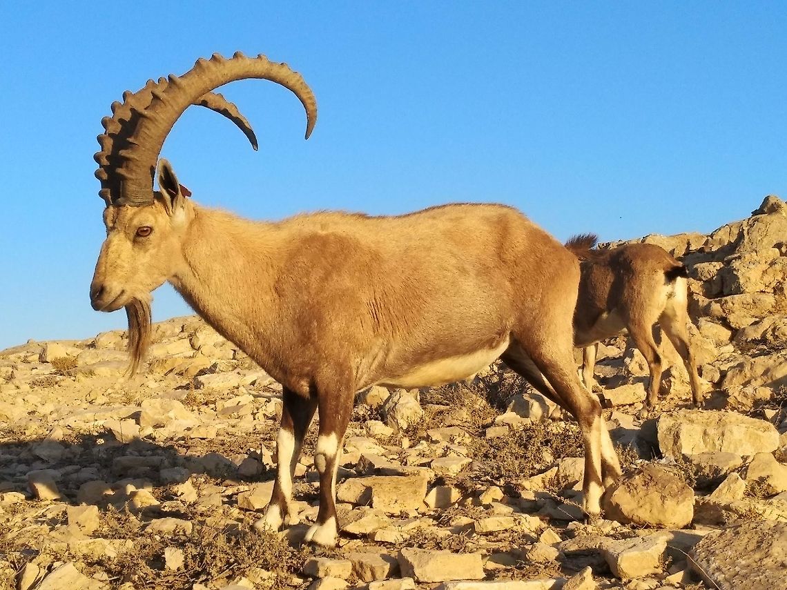 Capra nubiana The Nubian ibex is a magnificent desert animal. It lives in cliffs and got extinct in most of its range (Ethiopia to Israel). In Israel several hundreds of them thrive and can be seen easily in the town of Mizpe Ramon on the cliffs of the Ramon Crater. Capra nubiana,Fall,Geotagged,Israel,Nubian ibex