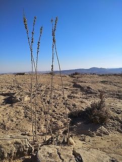 Drimia aphylla The maritime squill (Drimia aphylla) is one of the famous Mediterranean plants. But it penetrates the desert as well. Here you can see it in the cliff of the Ramon Crater in S Israel. Drimia aphylla,Fall,Geotagged,Israel,Maritime squill