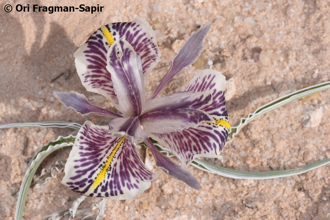 Iris edomensis I was lucky enough to see today (10-Jan-2019) the rare S Jordanian endemic - Iris edomensis. It is a Juno Iris that has wavy leaves and blooms only in rainy years. Geotagged,Iris edomensis,Jordan,Winter