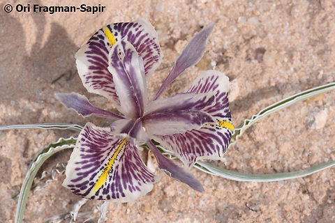 Iris edomensis I was lucky enough to see today (10-Jan-2019) the rare S Jordanian endemic - Iris edomensis. It is a Juno Iris that has wavy leaves and blooms only in rainy years. Geotagged,Iris edomensis,Jordan,Winter