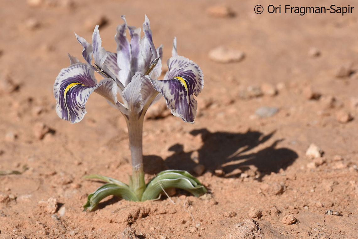 Iris edomensis I was lucky enough to see today (10-Jan-2019) the rare S Jordanian endemic - Iris edomensis. It is a Juno Iris that has wavy leaves and blooms only in rainy years. Geotagged,Iris edomensis,Jordan,Winter