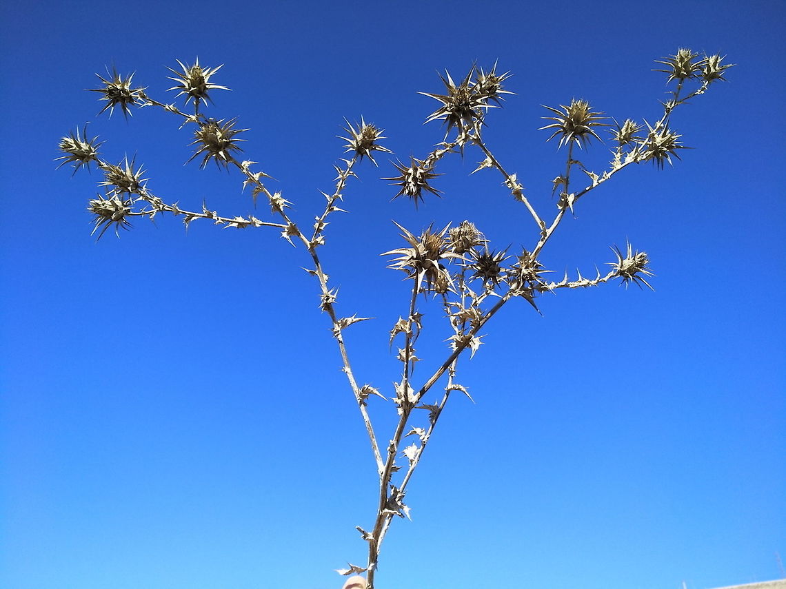 Cousinia dayi Cousinia dayi is a Jordanian perennial thistle, Wrongly it was considered as a synonym of Cousinia hermonis. Cousinia dayi,Geotagged,Jordan,Winter