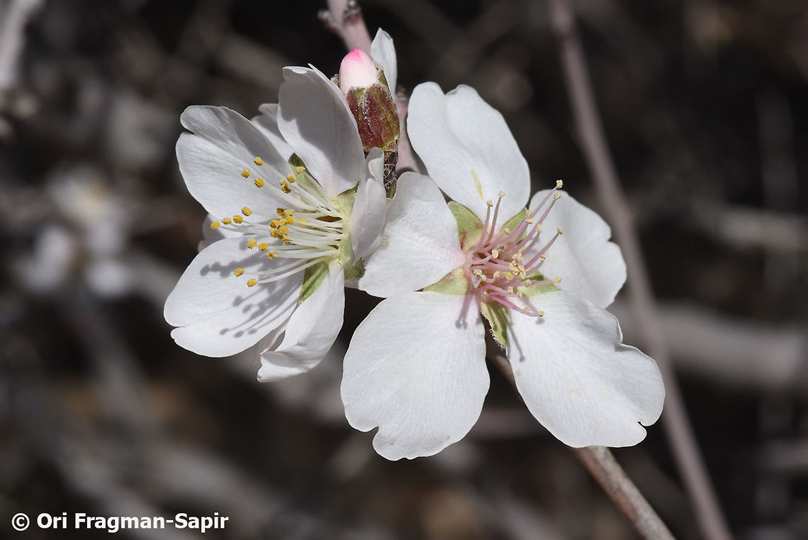 Amygdalus communis ssp. microphylla Amygdalus communis ssp, microphylla is a wild form of the cultivated sweet almond. Although considered as a Prunus species, botanists in our region prefer to leave it as an Amygdalus species. Almond,Geotagged,Jordan,Prunus dulcis,Winter,almond,dulcis