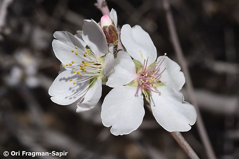 Amygdalus communis ssp. microphylla Amygdalus communis ssp, microphylla is a wild form of the cultivated sweet almond. Although considered as a Prunus species, botanists in our region prefer to leave it as an Amygdalus species. Almond,Geotagged,Jordan,Prunus dulcis,Winter,almond,dulcis