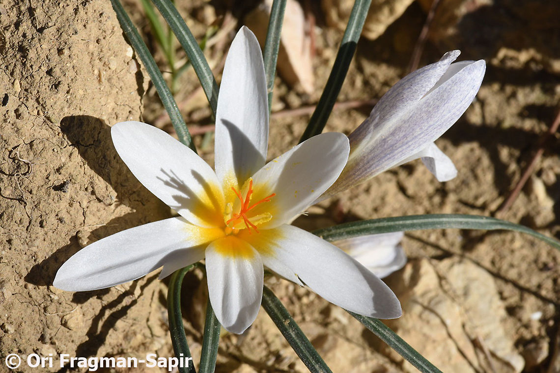 Crocus aleppicus A variable species, found between Syria and Israel and Jordan. Here you can see one of its arid southern form. Crocus aleppicus,Geotagged,Jordan,Winter