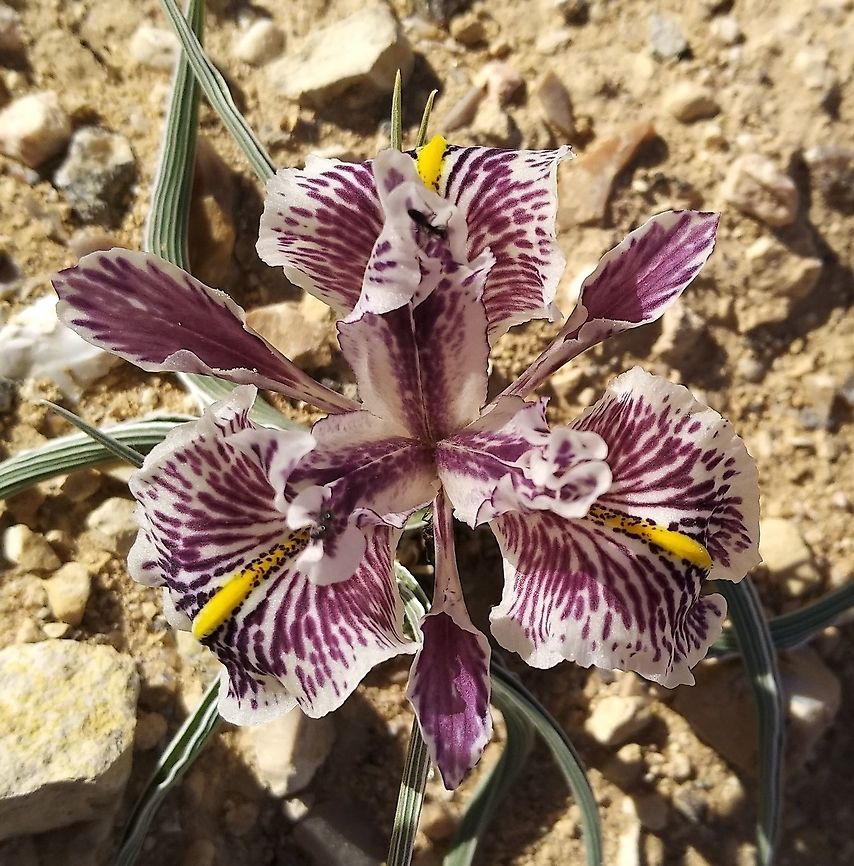 Iris edomensis Another site for this lovely flower. This time 1400m. above Little Petra in S Jordan.  Geotagged,Iris edomensis,Jordan,Winter