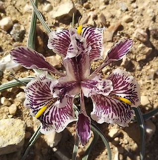 Iris edomensis Another site for this lovely flower. This time 1400m. above Little Petra in S Jordan.  Geotagged,Iris edomensis,Jordan,Winter