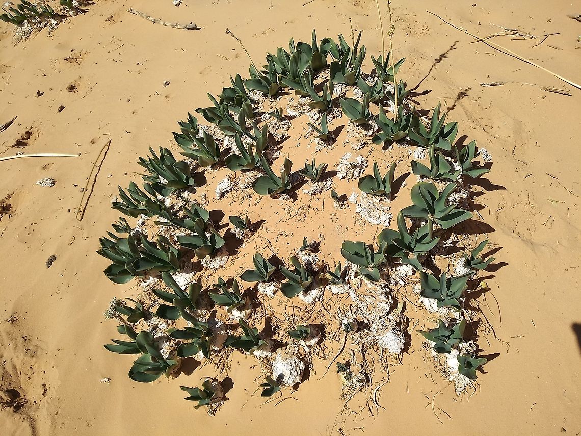 Drimia aphylla In S Jordan Drimia aphylla is very common, especially in overgrazed land.  Here you can see a clump of bulbs that are all originating in one bulb.  Drimia aphylla,Geotagged,Jordan,Maritime squill,Winter