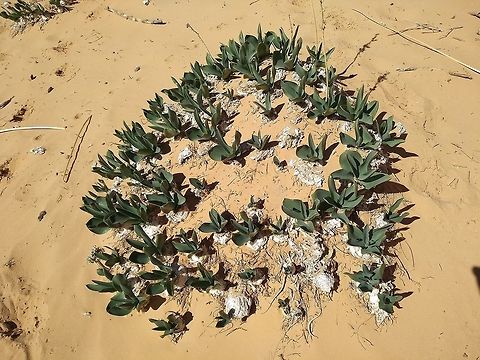 Drimia aphylla In S Jordan Drimia aphylla is very common, especially in overgrazed land.  Here you can see a clump of bulbs that are all originating in one bulb.  Drimia aphylla,Geotagged,Jordan,Maritime squill,Winter