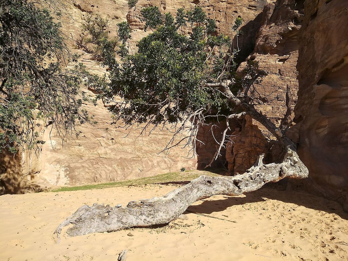 Ceratonia siliqua Ceratonia siliqua (carob tree) is a Mediterranean tree. In S Jordan it is a relic in the arid mountains.  Carob tree,Ceratonia siliqua,Geotagged,Jordan,Winter