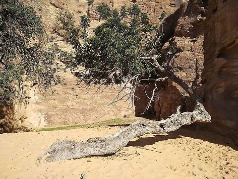 Ceratonia siliqua Ceratonia siliqua (carob tree) is a Mediterranean tree. In S Jordan it is a relic in the arid mountains.  Carob tree,Ceratonia siliqua,Geotagged,Jordan,Winter