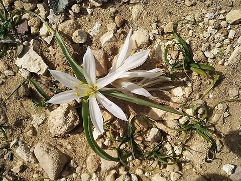 Colchicum ritchii A variable, winter blooming, desert bulb. Almost always it has 3 leaves.  Colchicum ritchii,Geotagged,Jordan,Winter,ritchii