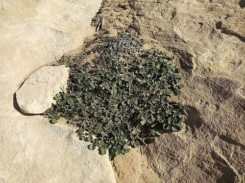 Bituminaria flaccida A desert perennial with trifoliate leaves. Found in the mountains of S. Jordan and Sinai-Egypt.  Bituminaria flaccida,Geotagged,Jordan,Winter