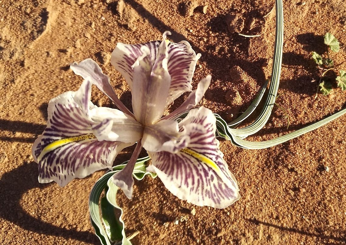 Iris edomensis Another location of this S Jordanian endemic.  Geotagged,Iris edomensis,Jordan,Winter