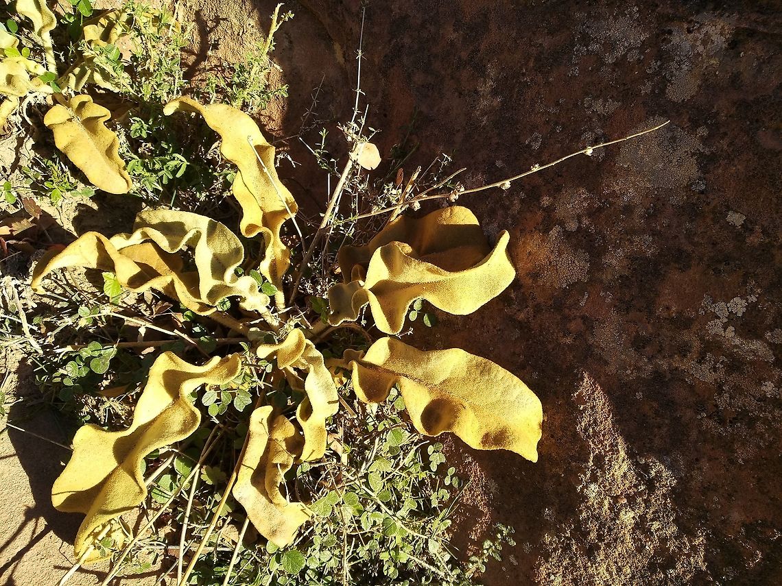 Verbascum petrae A desert perennial with yellowish leaves. The inflorescence is never erect.  Geotagged,Jordan,Verbascum petrae,Winter