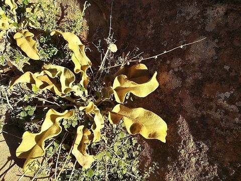 Verbascum petrae A desert perennial with yellowish leaves. The inflorescence is never erect.  Geotagged,Jordan,Verbascum petrae,Winter