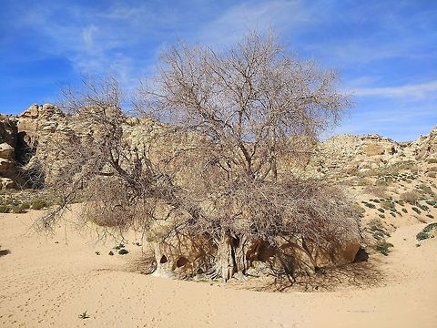 Pistacia khinjuk A least known tree of the desert mountains.  Geotagged,Jordan,Pistacia khinjuk,Winter,khinjuk