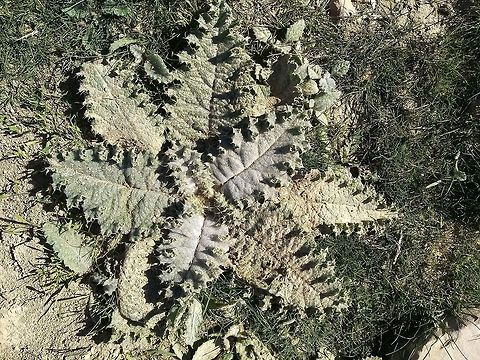 Onopordum anisacanthum This arid thistle had typical broad, entire leaves.  Geotagged,Jordan,Onopordum anisacanthum,Winter