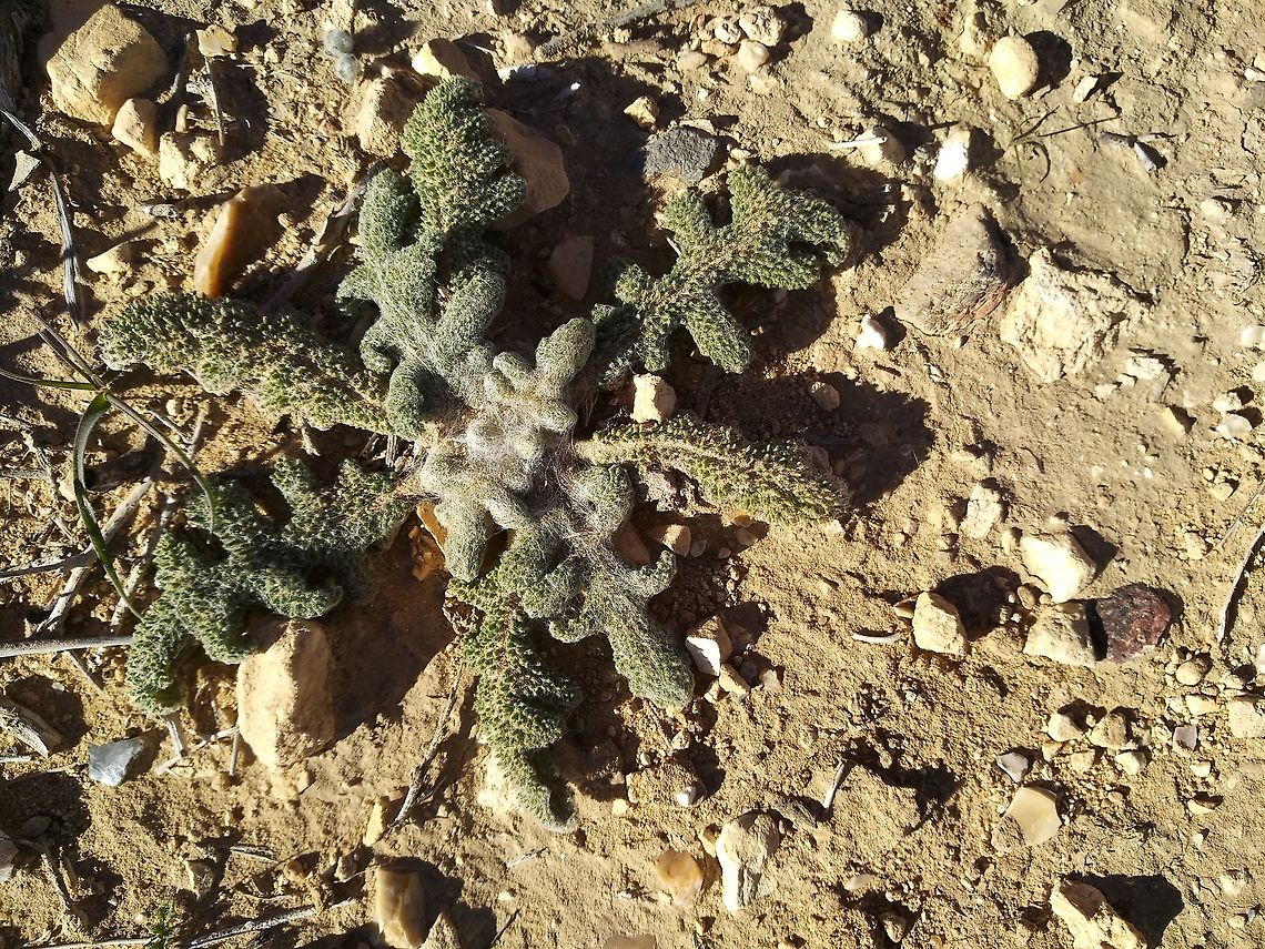 Salvia ceratophylla A perennial herb with rounded leaf lobes. A tumble weed of cold-arid steppes.  Geotagged,Jordan,Salvia ceratophylla,Winter