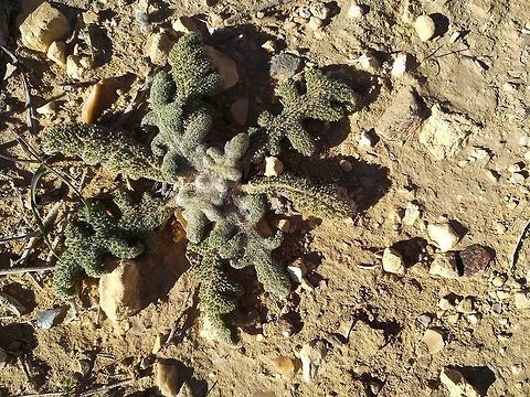 Salvia ceratophylla A perennial herb with rounded leaf lobes. A tumble weed of cold-arid steppes.  Geotagged,Jordan,Salvia ceratophylla,Winter