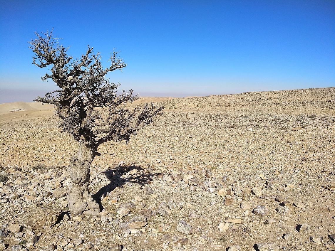Crataegus aronia This tree looked dead from distance, but as I have approached it I found that it was very much alive, just leafless. It seems as if there is nothing growing there, but we found many Corcuses and Colchicums in bloom and later in spring and summer there are many other plants in green. Crataegus azarolus,Geotagged,Jordan,Winter