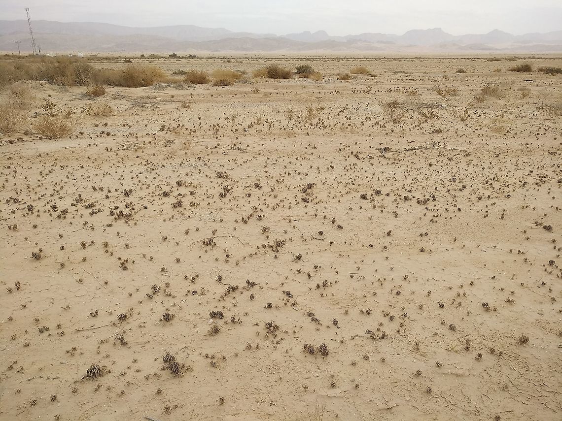 Anastatica hierochuntica Anastatica hierochuntica (Rose of Jericho) is a desert annual. Leaves rounded-wavy. Flowers white tiny, fruits rounded and small. After drying the plant closes like a fist, waiting for the next rain to disperse its seeds. In the extreme desert it could take years for the next rain to come. In this pictures you can see hundreds of small plants ("fists"). Anastatica,Anastatica hierochuntica,Geotagged,Israel,Winter