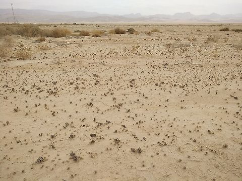 Anastatica hierochuntica Anastatica hierochuntica (Rose of Jericho) is a desert annual. Leaves rounded-wavy. Flowers white tiny, fruits rounded and small. After drying the plant closes like a fist, waiting for the next rain to disperse its seeds. In the extreme desert it could take years for the next rain to come. In this pictures you can see hundreds of small plants ("fists"). Anastatica,Anastatica hierochuntica,Geotagged,Israel,Winter