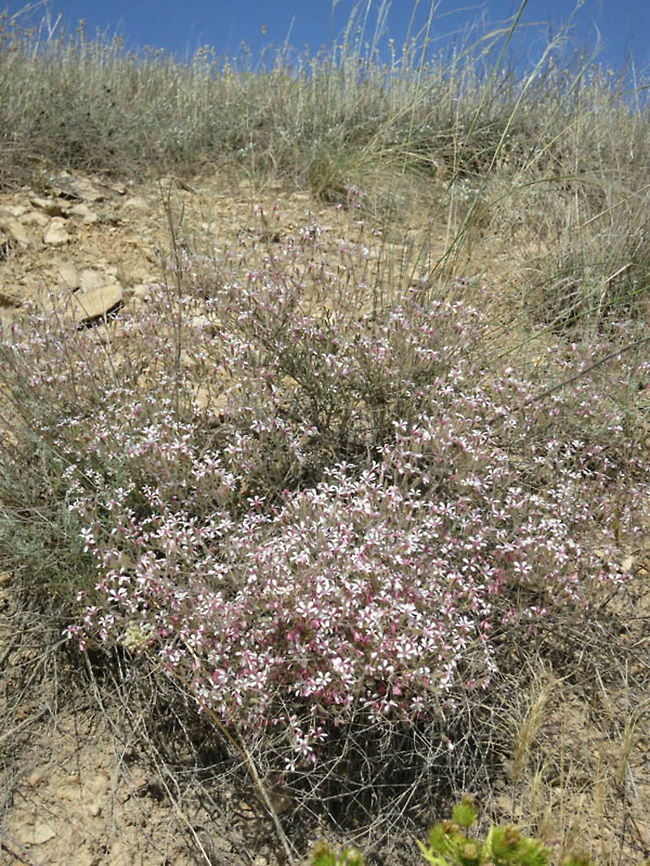 Allochrusa versicolor Allochrusa versicolor is primarily an Iranian species belonging to the Caryophyllaceae family. This pictures was taken in Armenia, near Areni Village. Allochrusa versicolor,Armenia,Geotagged,Spring