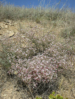 Allochrusa versicolor Allochrusa versicolor is primarily an Iranian species belonging to the Caryophyllaceae family. This pictures was taken in Armenia, near Areni Village. Allochrusa versicolor,Armenia,Geotagged,Spring