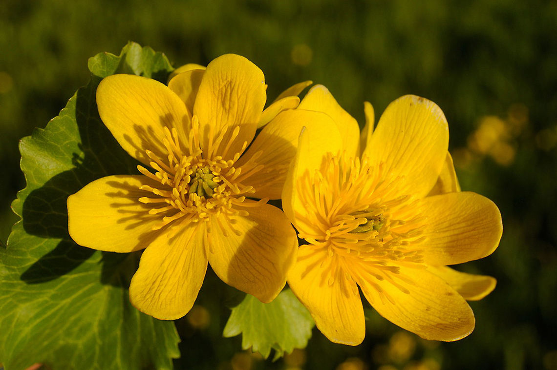 Caltha polypetala Caltha polypetala is a perennial of wetlands, it is an early bloomer in the alpines meadows. The picture was taken in Armenia, Selim Path. Armenia,Caltha polypetala,Geotagged,Spring