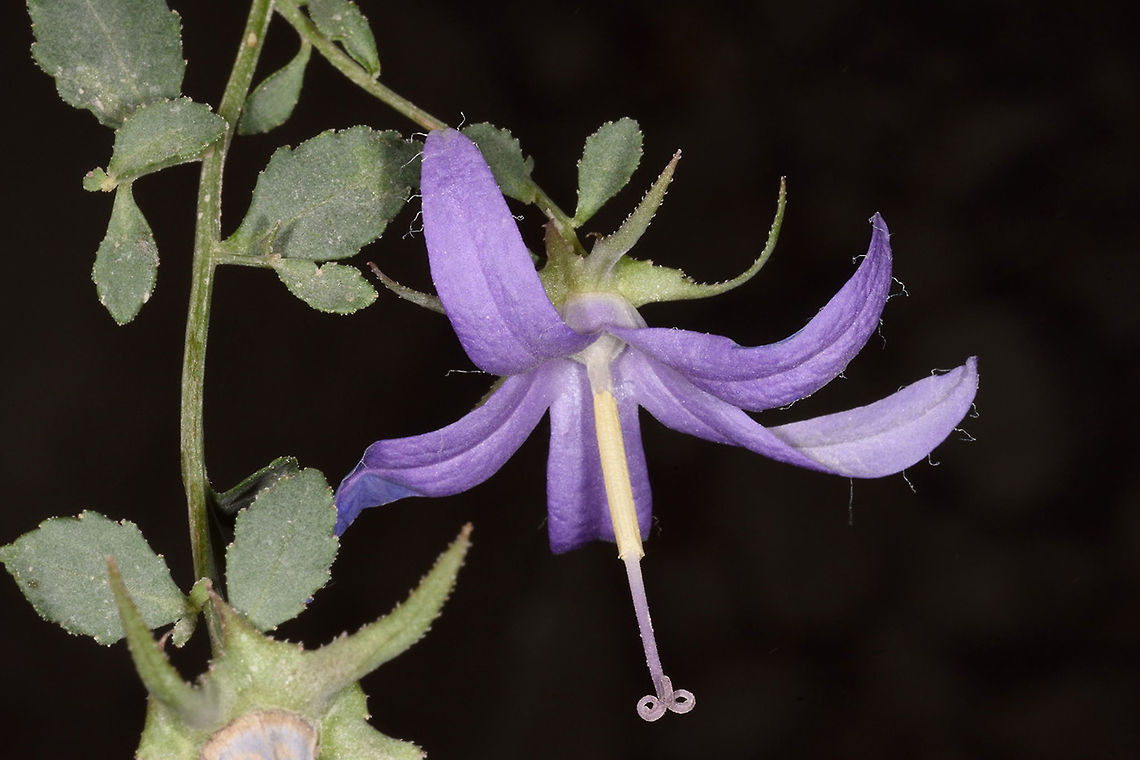 Campanula lezgina Campanula lezgina is a perennial bellflowers that grows on cliffs. It has gretish foliage and peculiar pending flowers. The pictures was takein in Azerbaijan, Great Caucasus, Halitz. Campanula lezgina