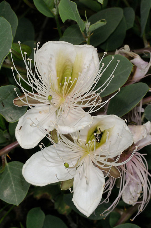 Capparis herbacea Capparis herbacea is a creeping plant that belongs to the Capparis spinosa complex. This specis has especially large flowers. The picture was taken in Armenia, hills near Vedi. Armenia,Capparis herbacea,Geotagged,Spring
