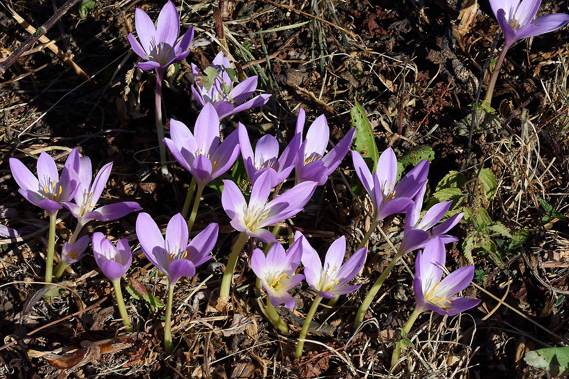Colchicum speciosum Colchicum speciosum is a large autumnal flower of Turkey and the Caucasus, This picture was taken in Azerbaijan, Greater Caucasus, above Marhal. Azerbaijan,Colchicum speciosum,Geotagged,Summer