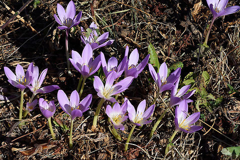 Colchicum speciosum Colchicum speciosum is a large autumnal flower of Turkey and the Caucasus, This picture was taken in Azerbaijan, Greater Caucasus, above Marhal. Azerbaijan,Colchicum speciosum,Geotagged,Summer