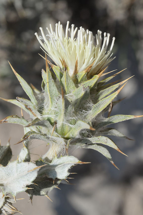 Cousinia takhtajanii Cousinia takhtajanii is a least known perennial of Armenia. It has pale yellow flowers and felted foliage. The picture was taken in Armenia, Ughtasar Mts. Armenia,Cousinia takhtajanii,Geotagged,Summer