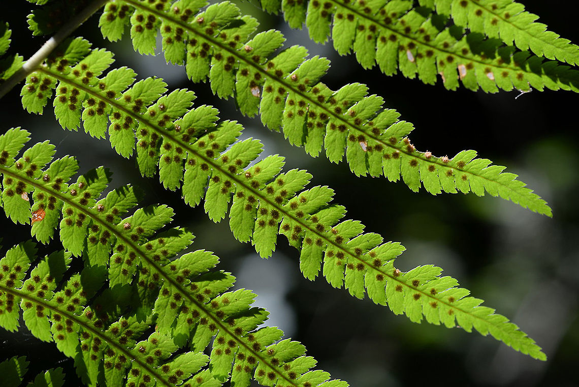 Dryopteris caucasica Dryopteris caucasica is another least known Caucasuan species, The picture was taken in N Armenia, Dilijan National Paek, Taxus reserve. Armenia,Dryopteris caucasica,Geotagged,Summer