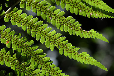 Dryopteris caucasica Dryopteris caucasica is another least known Caucasuan species, The picture was taken in N Armenia, Dilijan National Paek, Taxus reserve. Armenia,Dryopteris caucasica,Geotagged,Summer