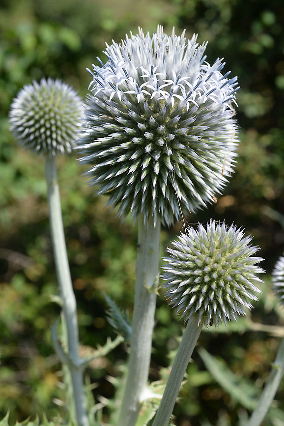 Echinops transcaucasicus Echinops transcaucasicus is a common thistle with white felted stems. This picture was taken in Armenia, above Sevan. Armenia,Echinops transcaucasicus,Geotagged,Summer