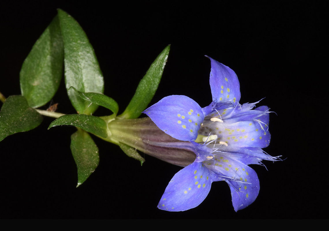 Gentiana lagodechiana Gentiana lagodechiana is a well known Caucasian perennial. The magnificent blue flowers have greenish dots. This picture was taken in Azerbaijan, Great Caucasus, near Marhal. Azerbaijan,Gentiana lagodechiana,Geotagged,Summer