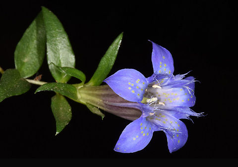 Gentiana lagodechiana Gentiana lagodechiana is a well known Caucasian perennial. The magnificent blue flowers have greenish dots. This picture was taken in Azerbaijan, Great Caucasus, near Marhal. Azerbaijan,Gentiana lagodechiana,Geotagged,Summer