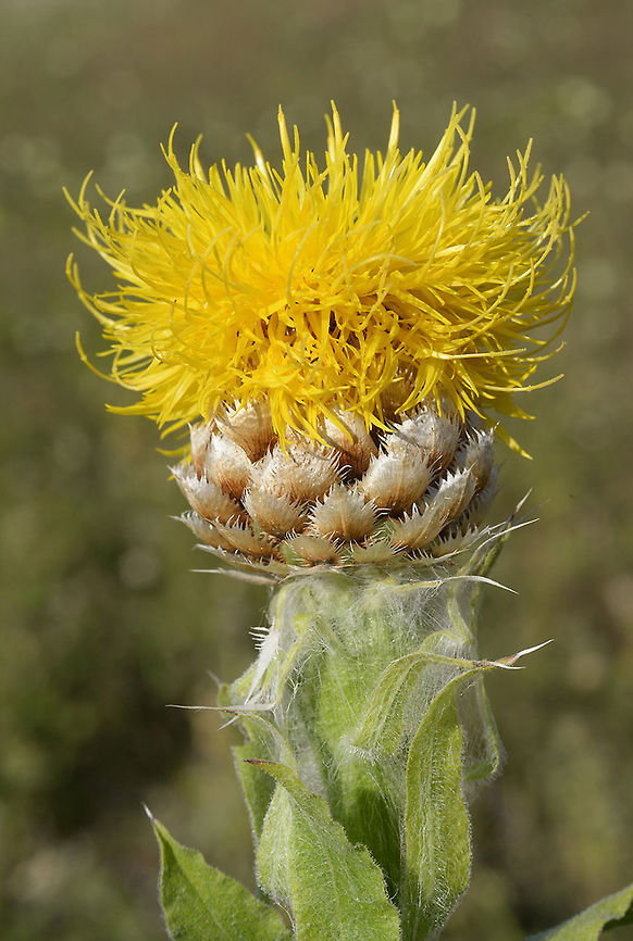 Grossheimia macrocephala Grossheimia macrocephala is a robust perennial. It is closely related to Centaurea. Armenia, NW of Lake Sevan. Armenia,Centaurea macrocephala,Geotagged,Summer
